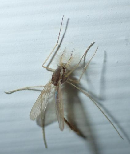 Chaoborus crystallinus